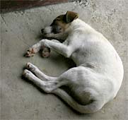 tour_05_03_dog1_crop