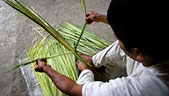 Panama Hats Taming Wild Cogollos Photo Tour