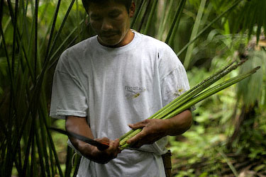 These cogollos from a Panama hat plant will become straw