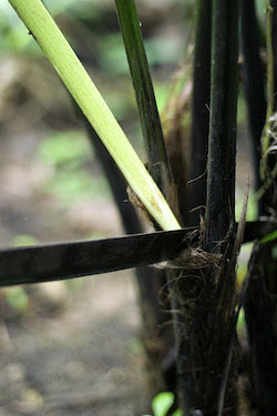 A machete cuts a Panama hat plant stalk