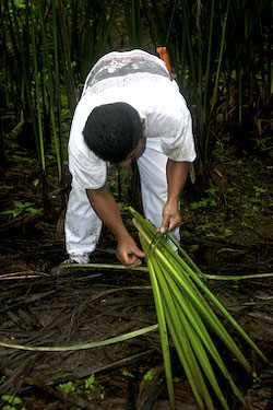 Bundling cogollos from which Panama hat straw will be made