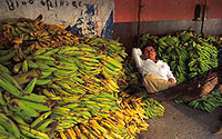 Top Banana